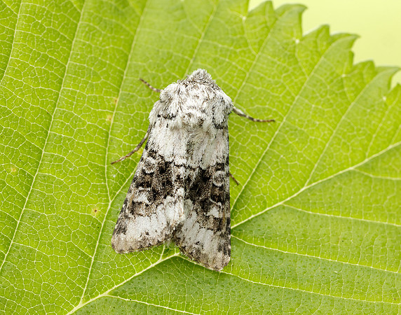 73.279 BF2164 Broad-barred White Hecatera bicolorata