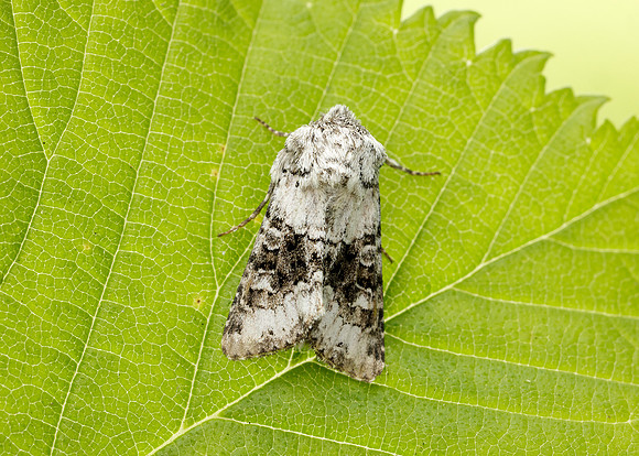 73.279 BF2164 Broad-barred White Hecatera bicolorata