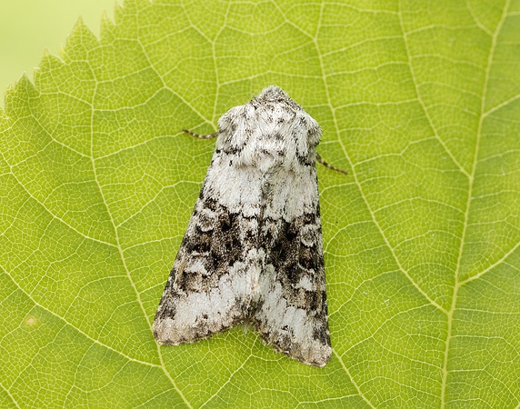 73.279 BF2164 Broad-barred White Hecatera bicolorata