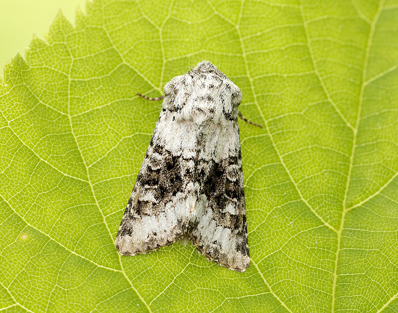 73.279 BF2164 Broad-barred White Hecatera bicolorata