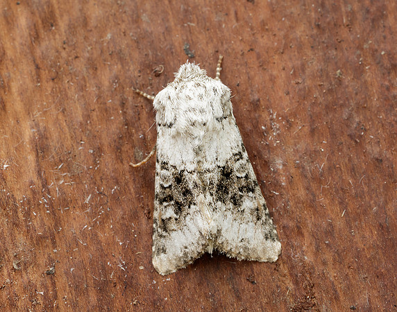 73.279 BF2164 Broad-barred White Hecatera bicolorata