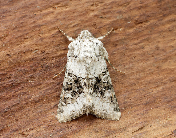 73.279 BF2164 Broad-barred White Hecatera bicolorata