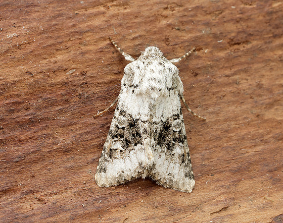 73.279 BF2164 Broad-barred White Hecatera bicolorata