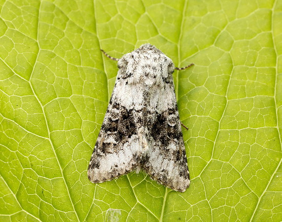 73.279 BF2164 Broad-barred White Hecatera bicolorata
