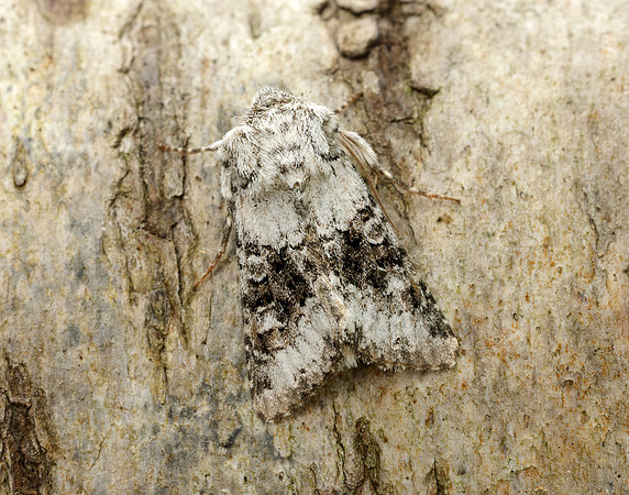 73.279 BF2164 Broad-barred White Hecatera bicolorata