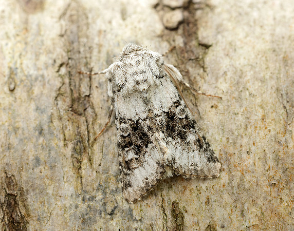 73.279 BF2164 Broad-barred White Hecatera bicolorata