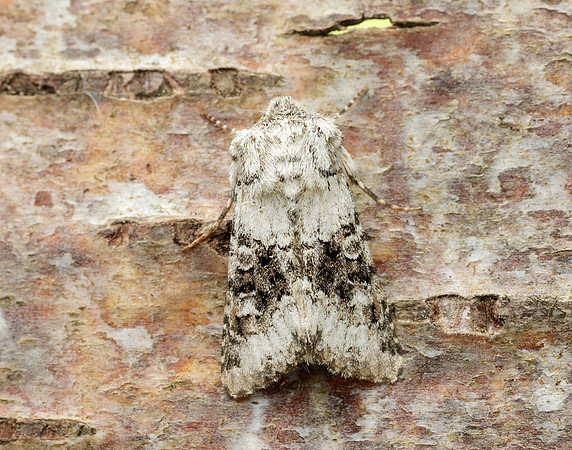 73.279 BF2164 Broad-barred White Hecatera bicolorata