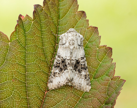 73.279 BF2164 Broad-barred White Hecatera bicolorata