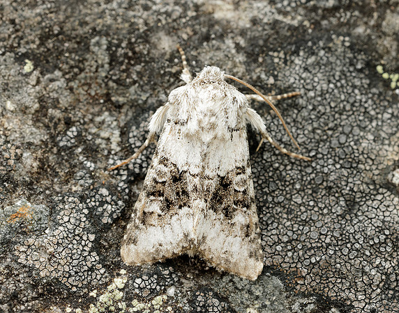 73.279 BF2164 Broad-barred White Hecatera bicolorata