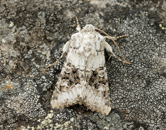 73.279 BF2164 Broad-barred White Hecatera bicolorata