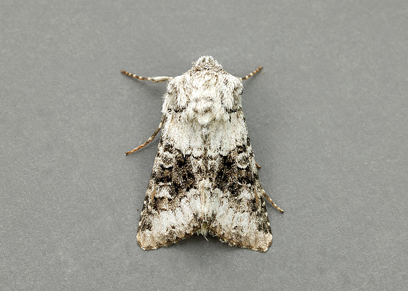 73.279 BF2164 Broad-barred White Hecatera bicolorata