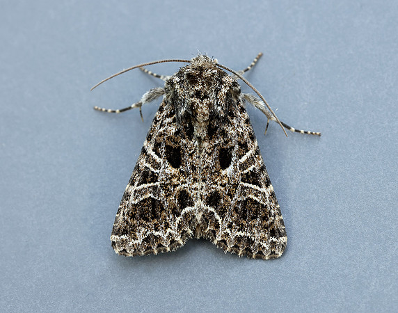73.281 BF2173 Lychnis Hadena bicruris