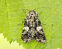 73.283 BF2171 Marbled Coronet Hadena confusa