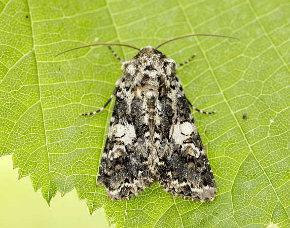 73.283 BF2171 Marbled Coronet Hadena confusa