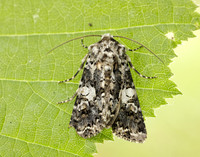 73.283 BF2171 Marbled Coronet Hadena confusa