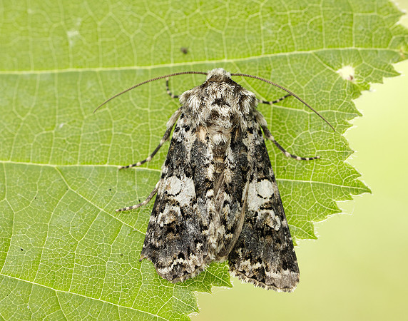 73.283 BF2171 Marbled Coronet Hadena confusa