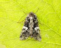 73.283 BF2171 Marbled Coronet Hadena confusa