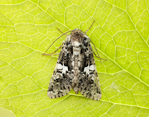 73.283 BF2171 Marbled Coronet Hadena confusa