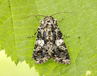 73.283 BF2171 Marbled Coronet Hadena confusa