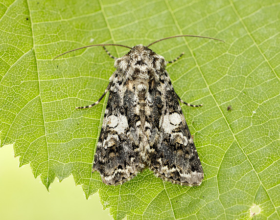 73.283 BF2171 Marbled Coronet Hadena confusa