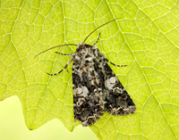 73.283 BF2171 Marbled Coronet Hadena confusa