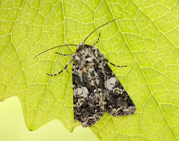 73.283 BF2171 Marbled Coronet Hadena confusa