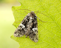 73.283 BF2171 Marbled Coronet Hadena confusa