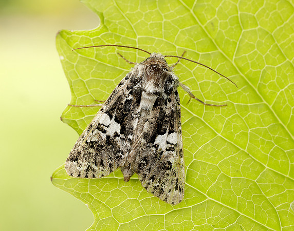 73.283 BF2171 Marbled Coronet Hadena confusa