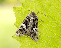 73.283 BF2171 Marbled Coronet Hadena confusa