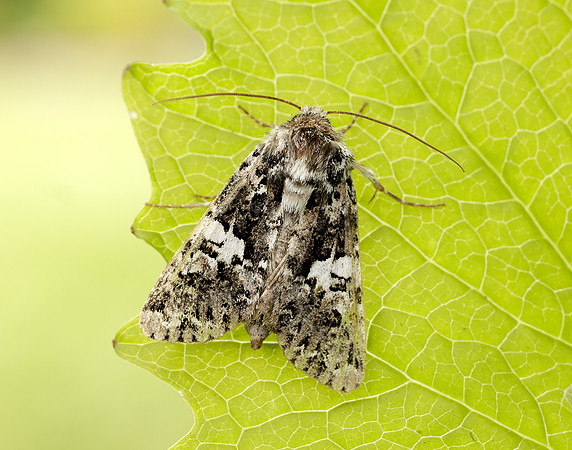 73.283 BF2171 Marbled Coronet Hadena confusa