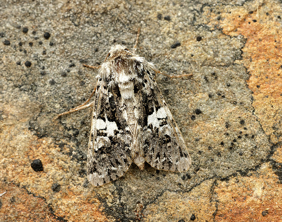 73.283 BF2171 Marbled Coronet Hadena confusa