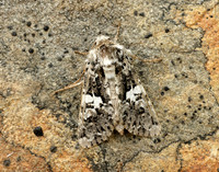73.283 BF2171 Marbled Coronet Hadena confusa