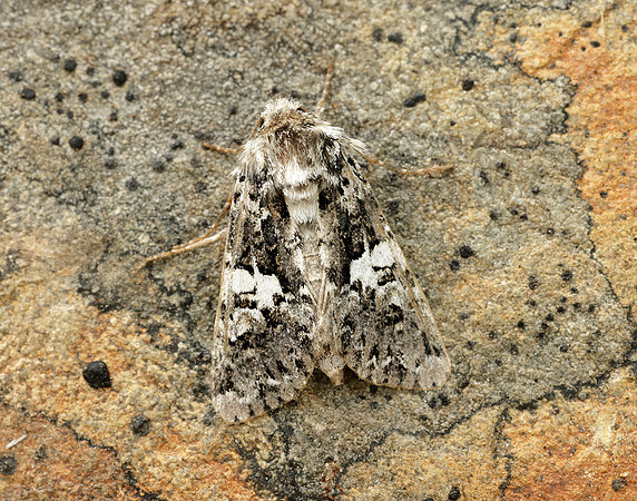 73.283 BF2171 Marbled Coronet Hadena confusa
