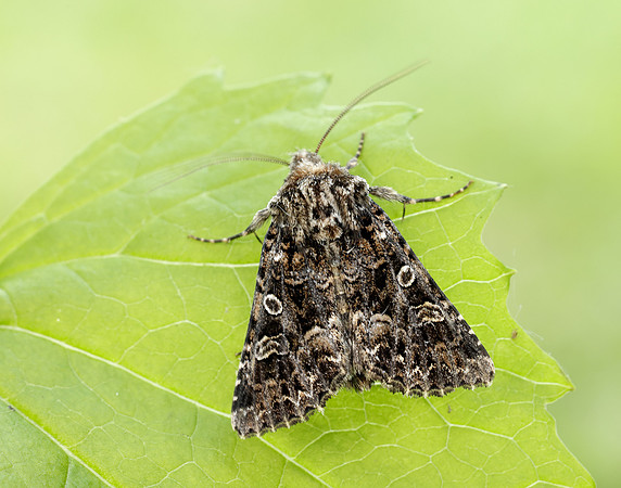 73.286 BF2167 Tawny Shears Hadena perplexa