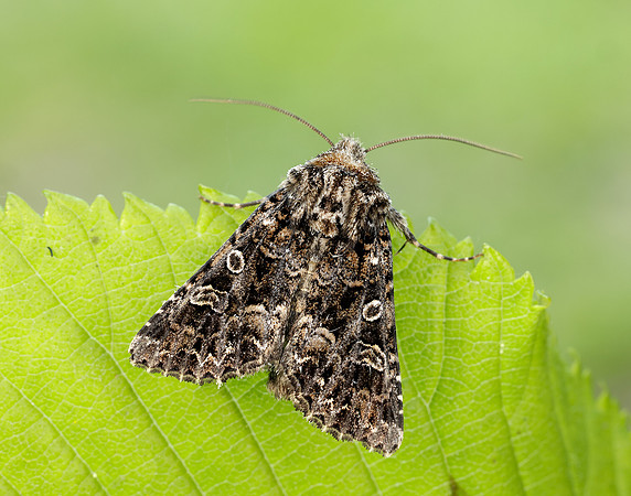 73.286 BF2167 Tawny Shears Hadena perplexa
