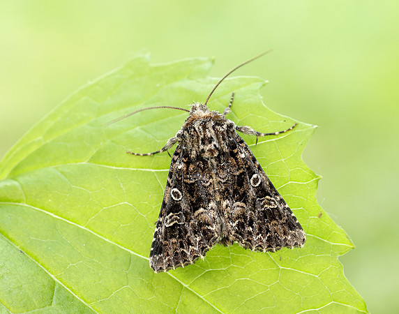 73.286 BF2167 Tawny Shears Hadena perplexa