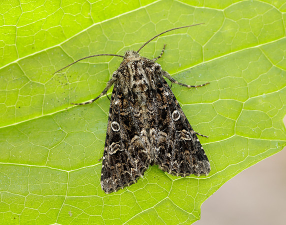 73.286 BF2167 Tawny Shears Hadena perplexa