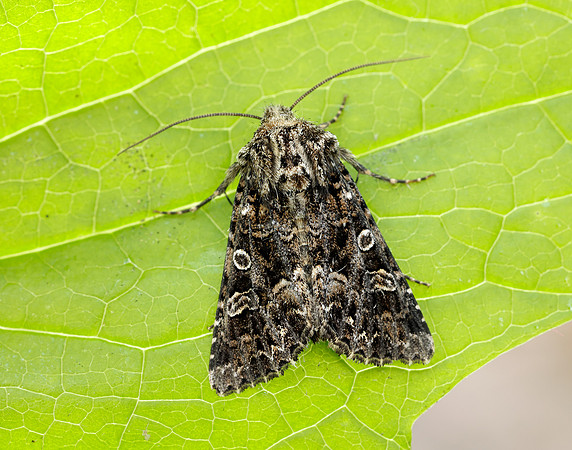 73.286 BF2167 Tawny Shears Hadena perplexa