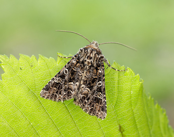 73.286 BF2167 Tawny Shears Hadena perplexa