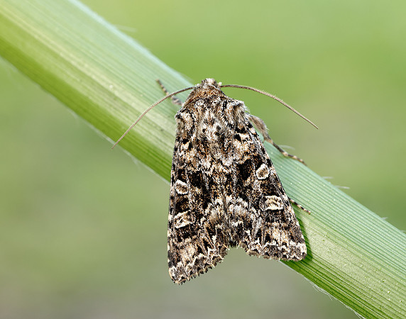 73.286 BF2167 Tawny Shears Hadena perplexa