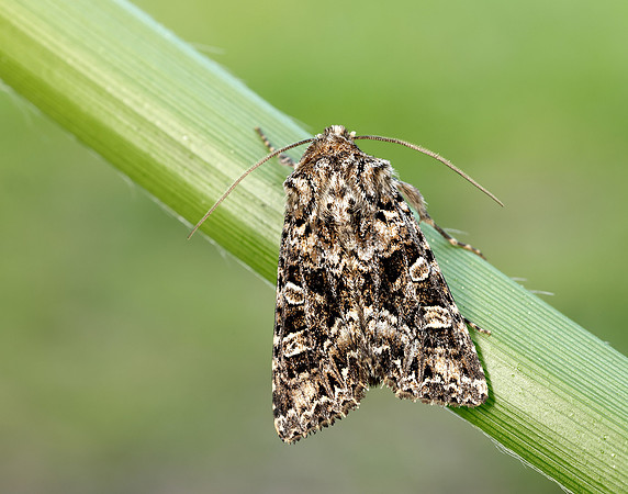 73.286 BF2167 Tawny Shears Hadena perplexa