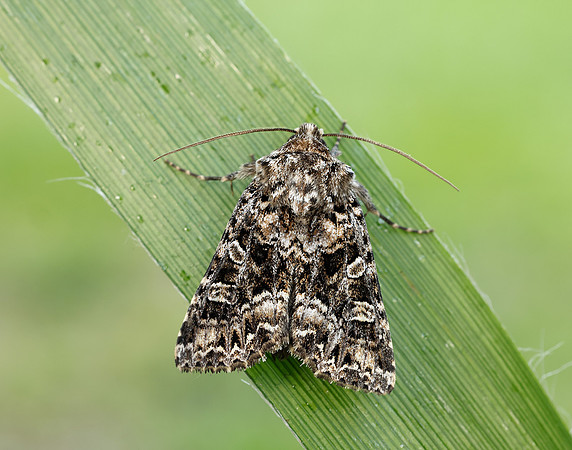 73.286 BF2167 Tawny Shears Hadena perplexa