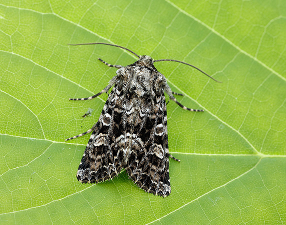 73.286 BF2167 Tawny Shears Hadena perplexa