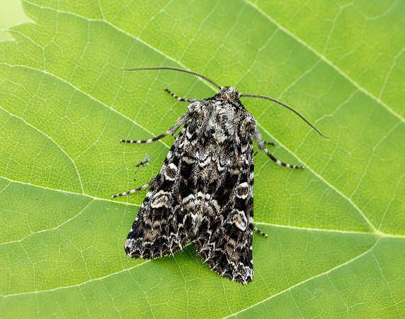 73.286 BF2167 Tawny Shears Hadena perplexa