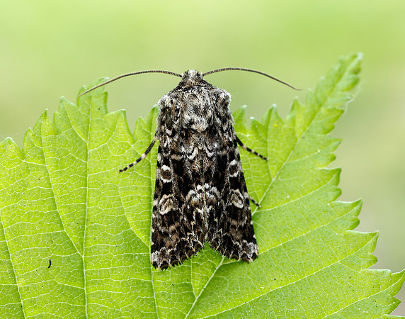 73.286 BF2167 Tawny Shears Hadena perplexa