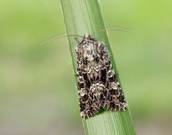 73.286 BF2167 Tawny Shears Hadena perplexa