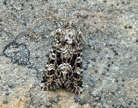73.286 BF2167 Tawny Shears Hadena perplexa