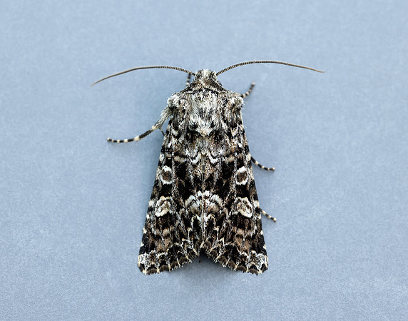 73.286 BF2167 Tawny Shears Hadena perplexa