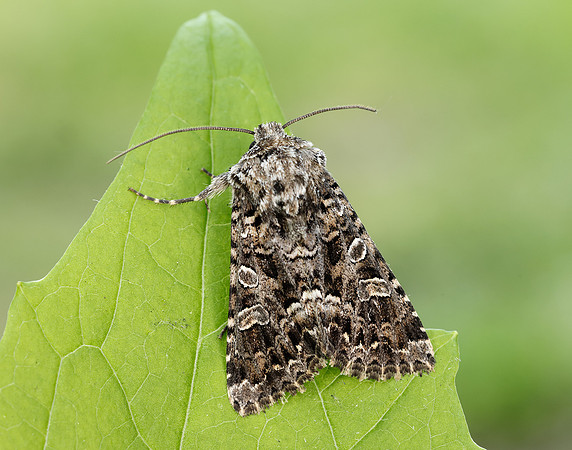 73.286 BF2167 Tawny Shears Hadena perplexa
