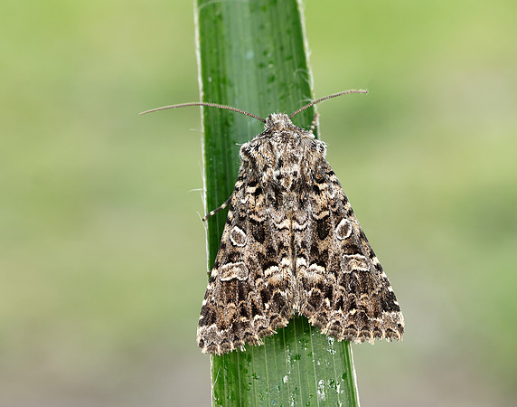 73.286 BF2167 Tawny Shears Hadena perplexa